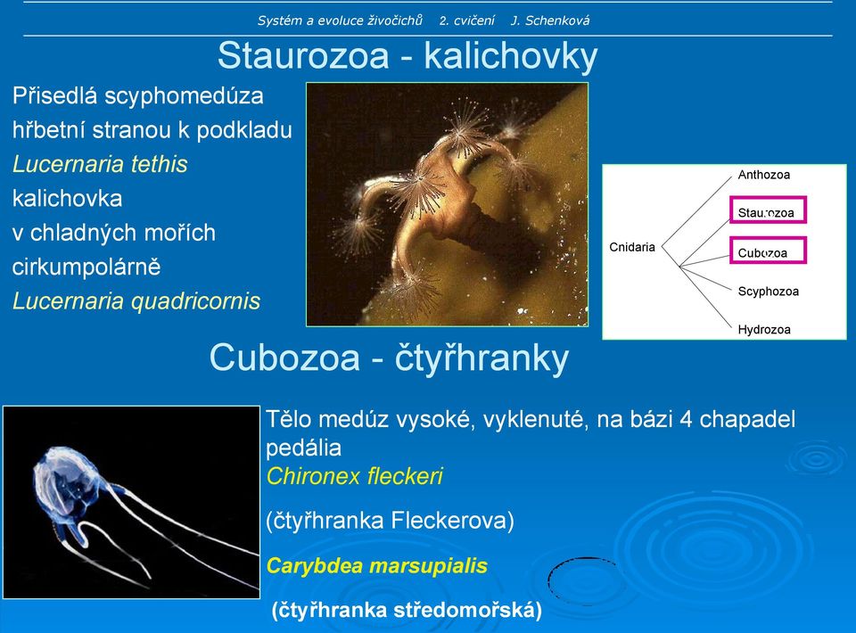 Schenková Staurozoa - kalichovky Cubozoa - čtyřhranky Cnidaria Anthozoa c Staurozoa c Cubozoa Scyphozoa