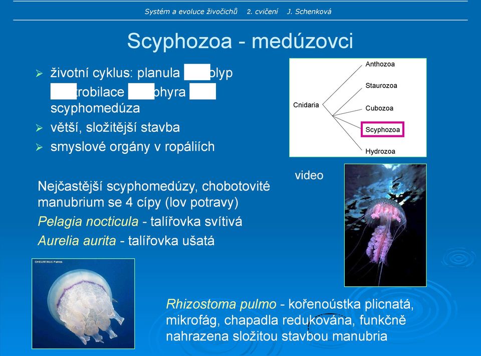 nocticula - talířovka svítivá Aurelia aurita - talířovka ušatá Cnidaria video Anthozoa Staurozoa Cubozoa