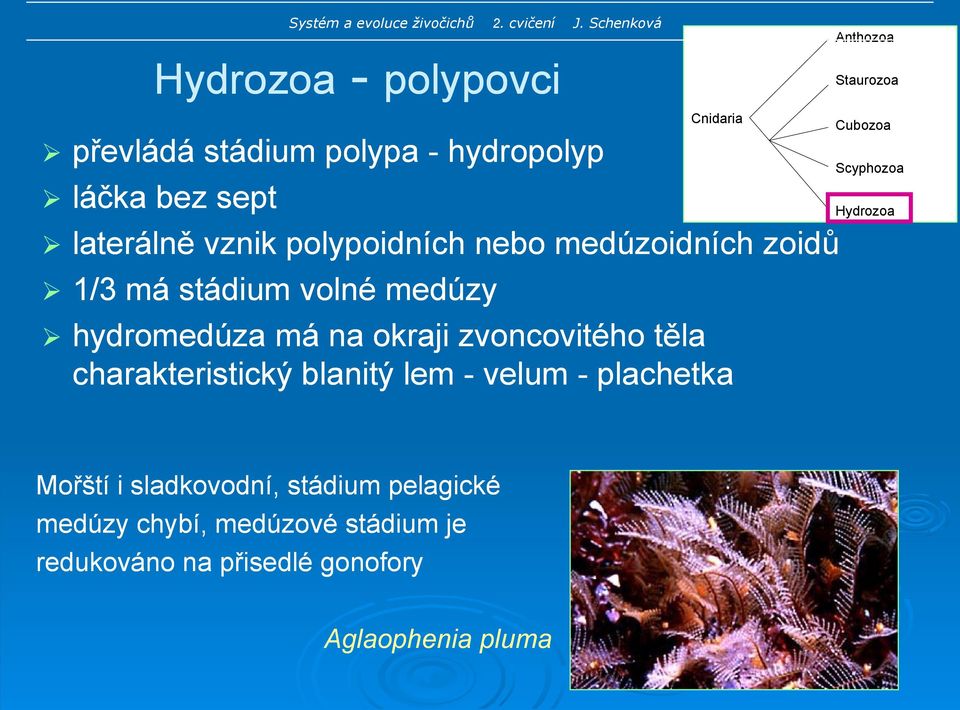 Cnidaria hydromedúza má na okraji zvoncovitého těla charakteristický blanitý lem - velum - plachetka Anthozoa