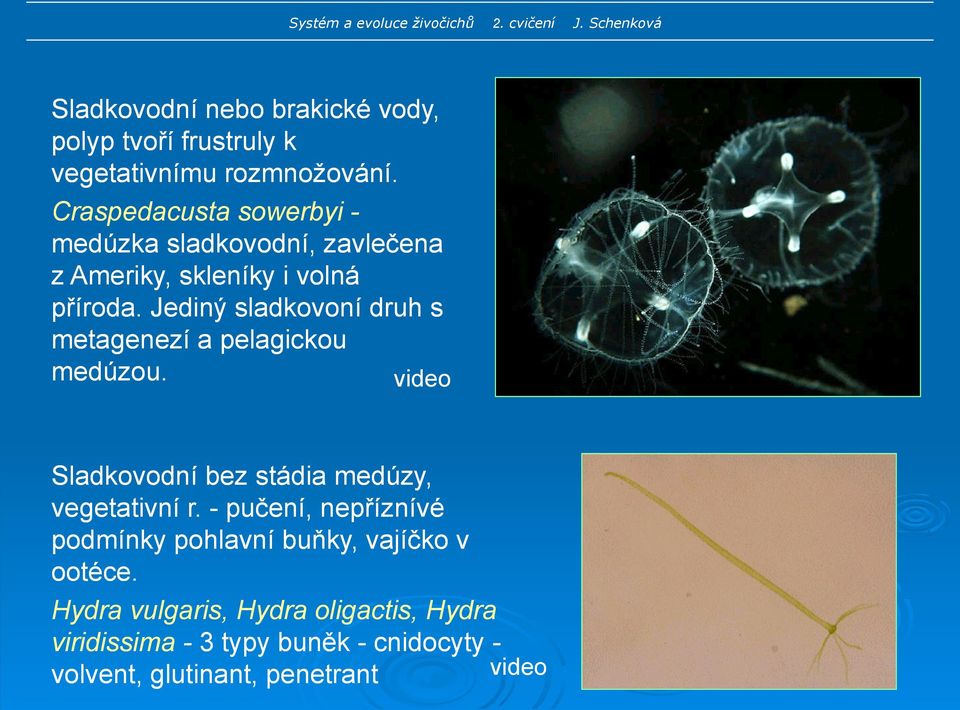 Jediný sladkovoní druh s metagenezí a pelagickou medúzou. video Sladkovodní bez stádia medúzy, vegetativní r.