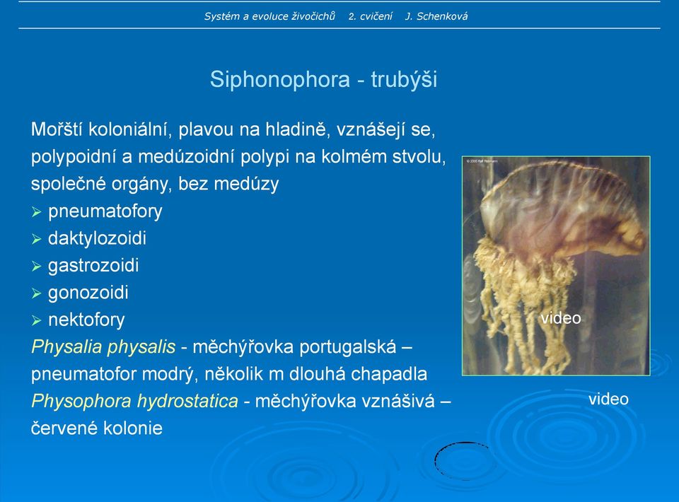 gastrozoidi gonozoidi nektofory Physalia physalis - měchýřovka portugalská pneumatofor
