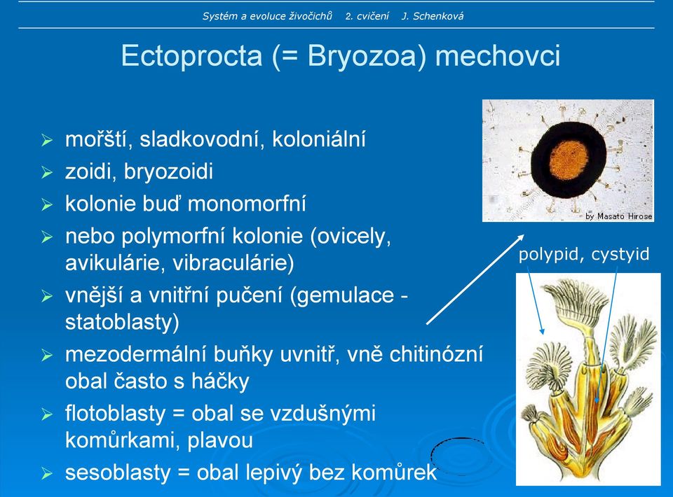 (gemulace - statoblasty) mezodermální buňky uvnitř, vně chitinózní obal často s háčky