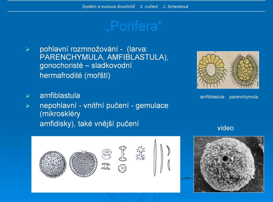 (mořští) amfiblastula nepohlavní - vnitřní pučení - gemulace