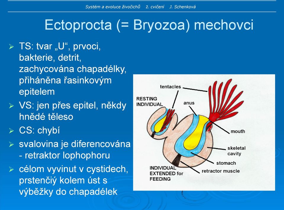 mechovci svalovina je diferencována - retraktor lophophoru célom vyvinut v cystidech,