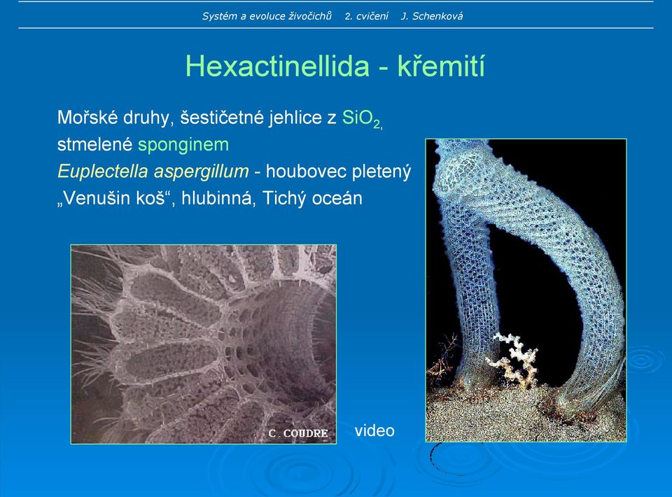 sponginem Euplectella aspergillum -