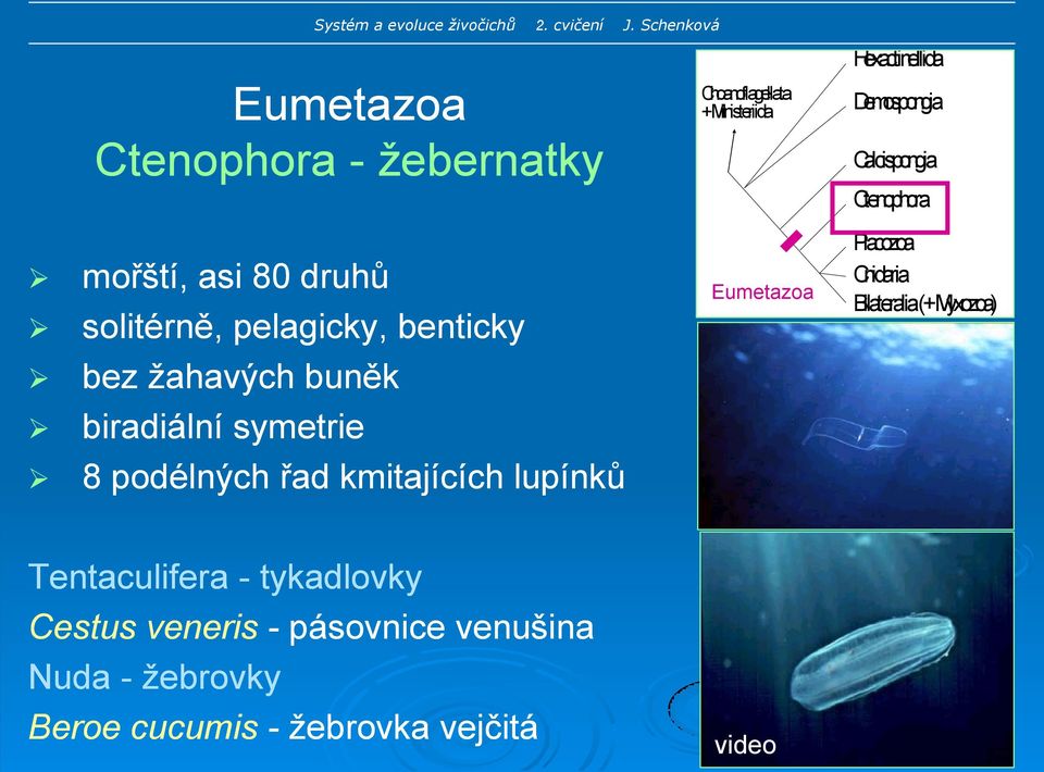 biradiální symetrie 8 podélných řad kmitajících lupínků Eumetazoa Placozoa Cnidaria Bilateralia(+