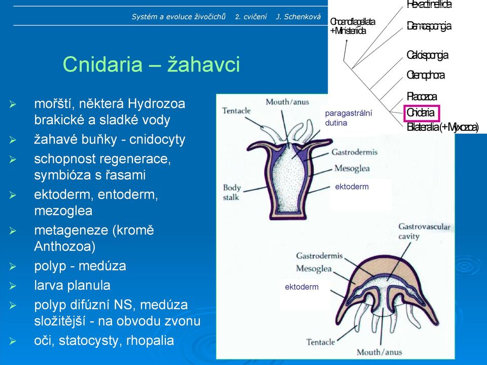 entoderm, mezoglea metageneze (kromě Anthozoa) polyp - medúza larva planula polyp difúzní NS, medúza složitější -