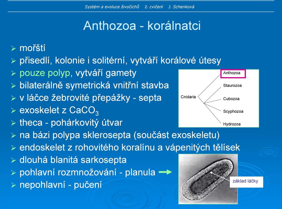 theca - pohárkovitý útvar Hydrozoa na bázi polypa sklerosepta (součást exoskeletu) endoskelet z rohovitého koralínu a