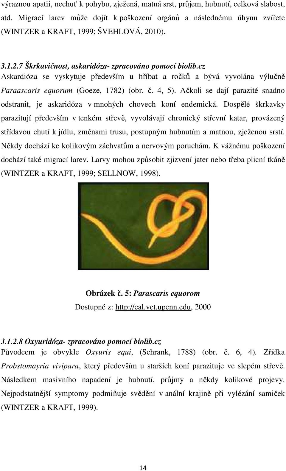 cz Askardióza se vyskytuje především u hříbat a ročků a bývá vyvolána výlučně Paraascaris equorum (Goeze, 1782) (obr. č. 4, 5).