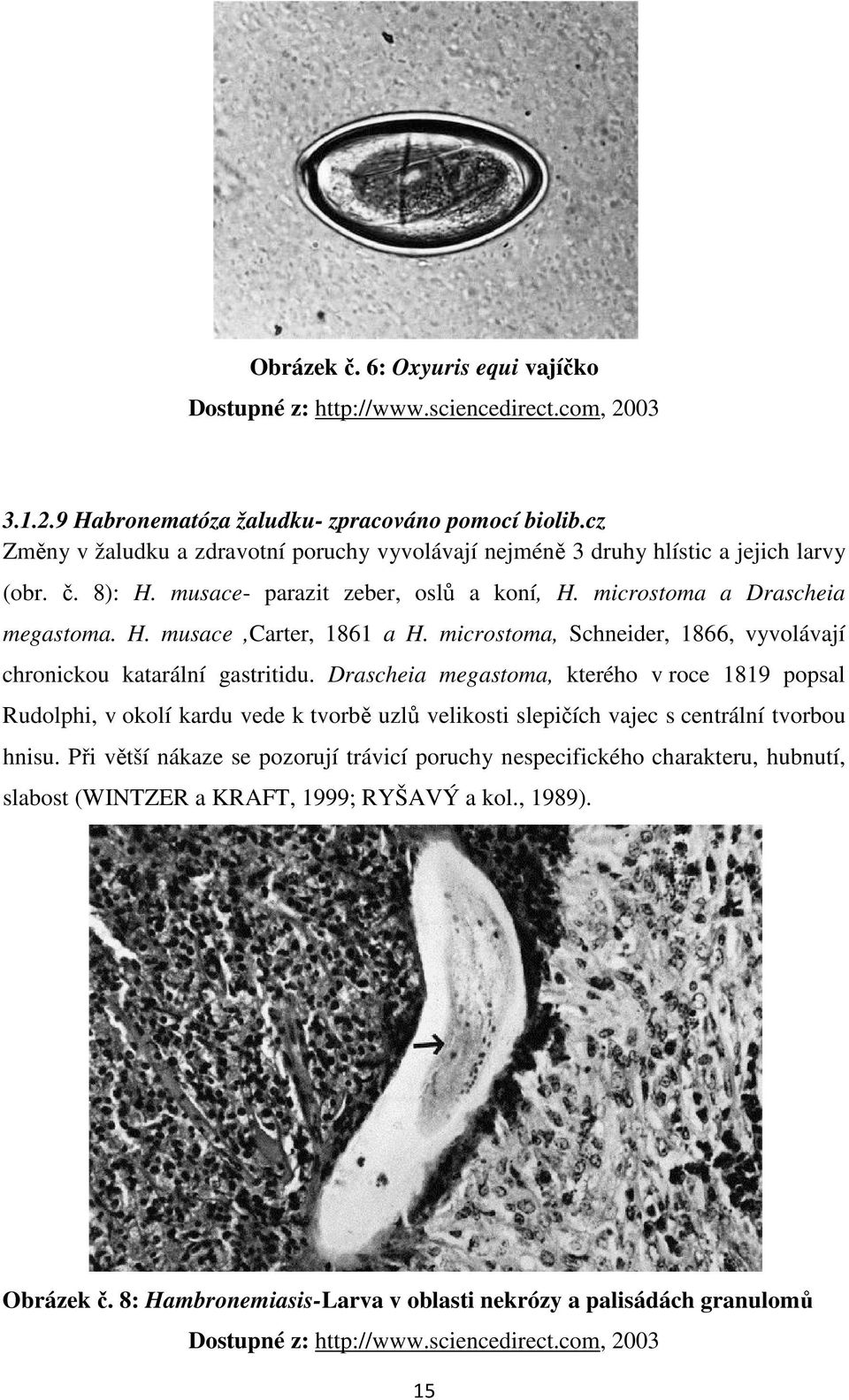 microstoma, Schneider, 1866, vyvolávají chronickou katarální gastritidu.