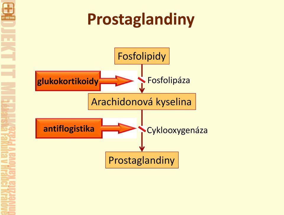 Arachidonová kyselina