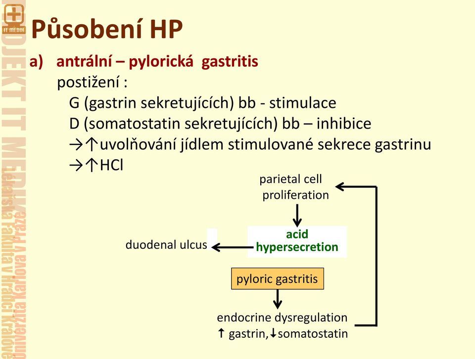 uvolňování jídlem stimulované sekrece gastrinu HCl parietal cell proliferation