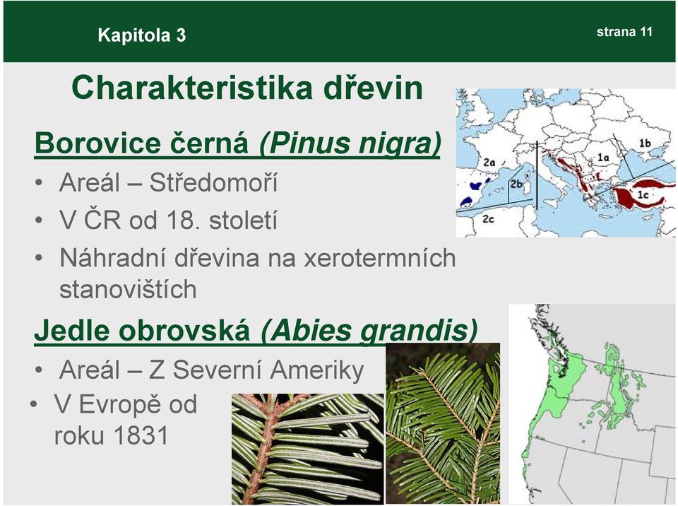 století Náhradní dřevina na xerotermních stanovištích