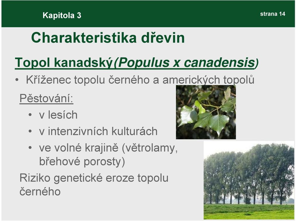 amerických topolů Pěstování: v lesích v intenzivních kulturách