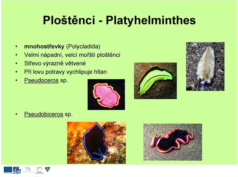 ploštěnci Střevo výrazně větvené Při lovu