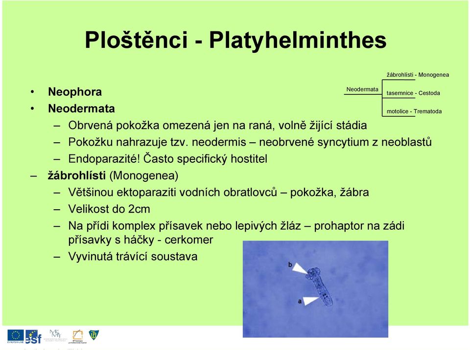 Často specifický hostitel žábrohlísti (Monogenea) Většinou ektoparaziti vodních obratlovců pokožka, žábra Velikost do 2cm Na