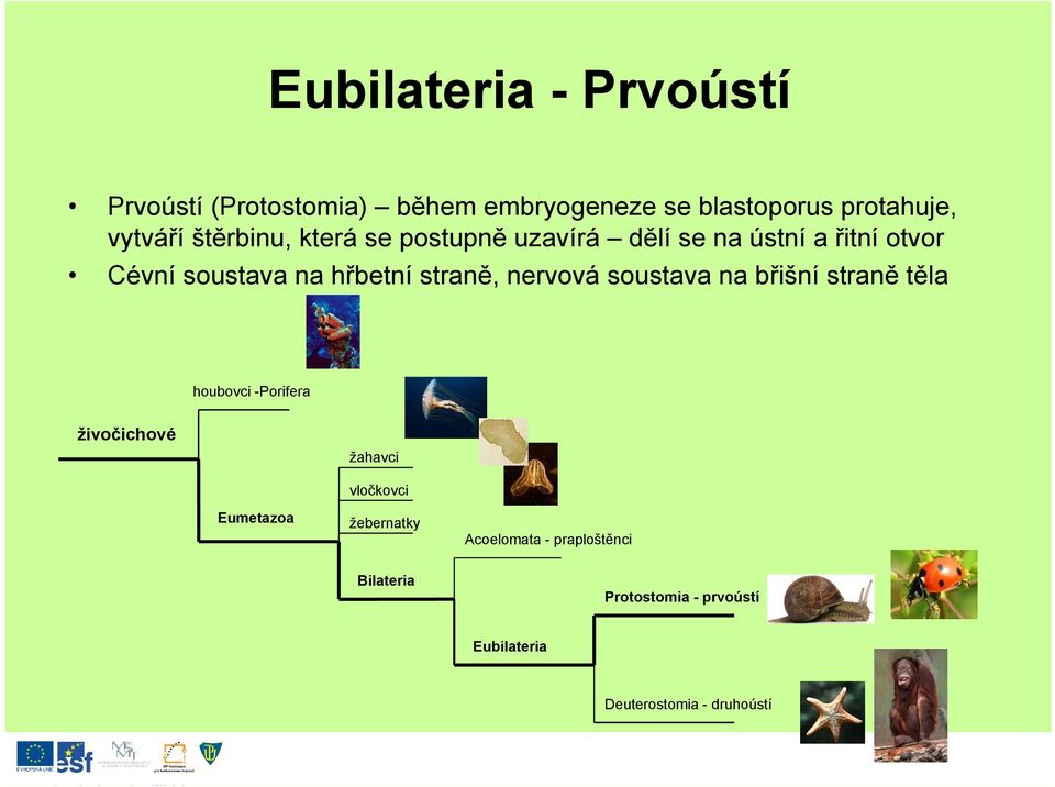 nervová soustava na břišní straně těla houbovci -Porifera živočichové žahavci Eumetazoa vločkovci