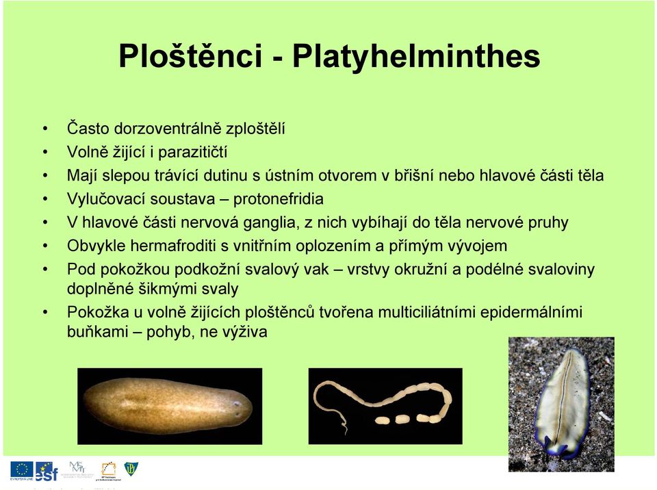 těla nervové pruhy Obvykle hermafroditi s vnitřním oplozením a přímým vývojem Pod pokožkou podkožní svalový vak vrstvy okružní a
