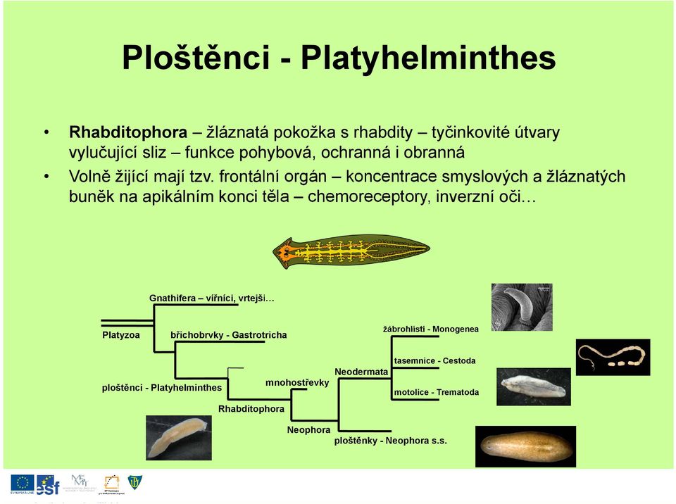 frontální orgán koncentrace smyslových a žláznatých buněk na apikálním konci těla chemoreceptory, inverzní oči Gnathifera