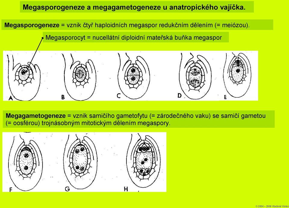 Megasporocyt = nucellátní diploidní mateřská buňka megaspor Megagametogeneze = vznik