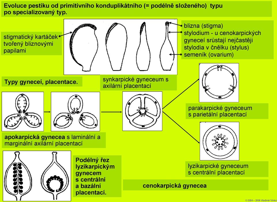 tvořený bliznovými papilami Typy gyneceí, placentace.