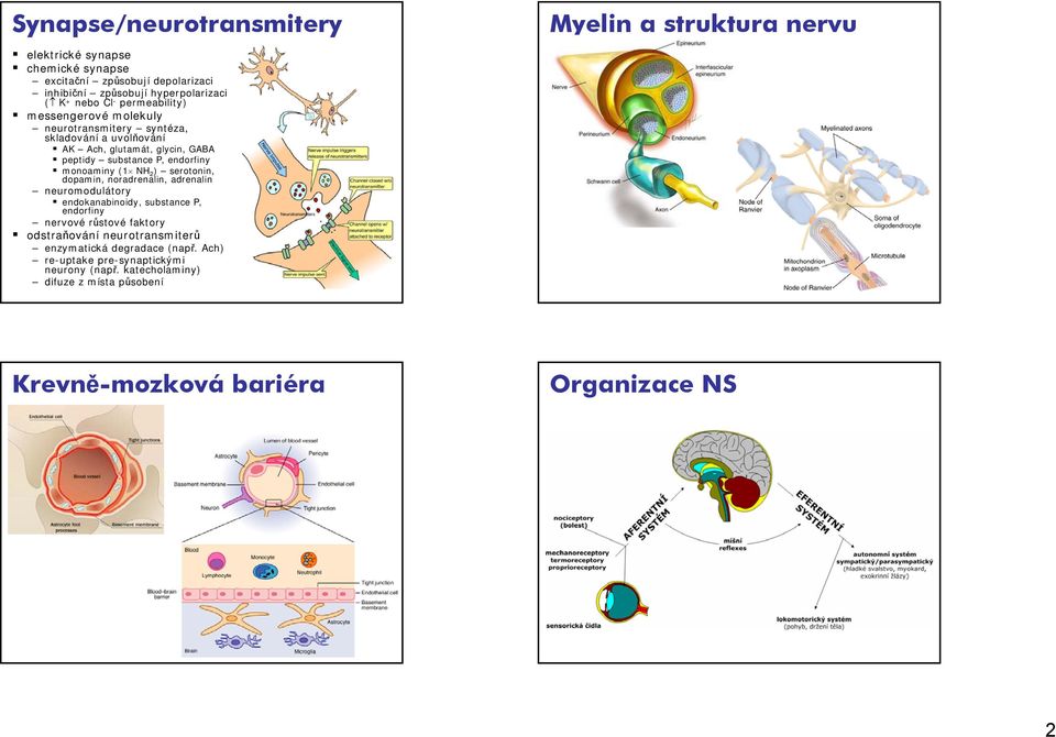 serotonin, dopamin, noradrenalin, adrenalin neuromodulátory endokanabinoidy, substance P, endorfiny nervové růstové faktory odstraňování neurotransmiterů