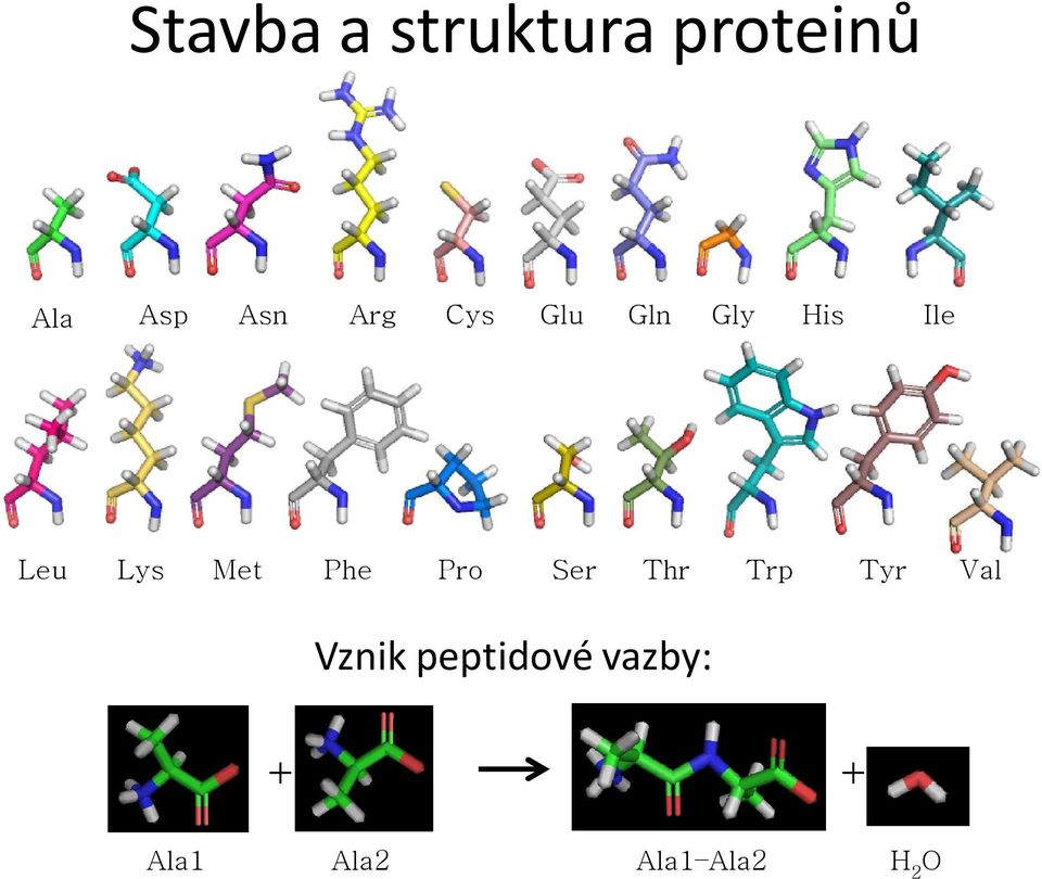 Phe Pro Ser Thr Trp Tyr Val Vznik