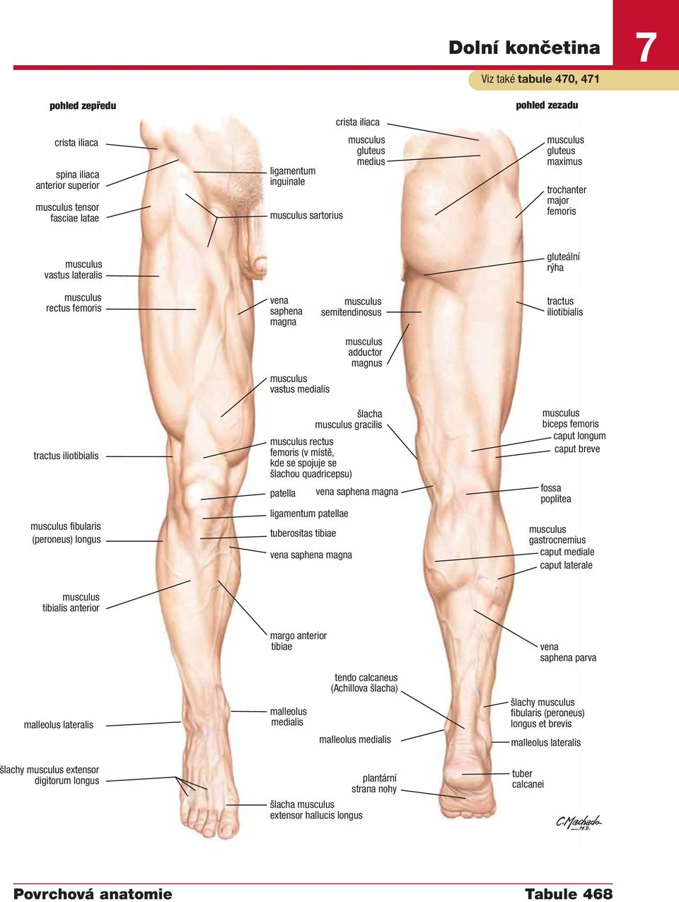 (v místě, kde se spojuje se šlachou quadricepsu) patella ligamentum patellae tuberositas tibiae šlacha gracilis biceps femoris caput longum caput breve fossa poplitea gastrocnemius caput mediale