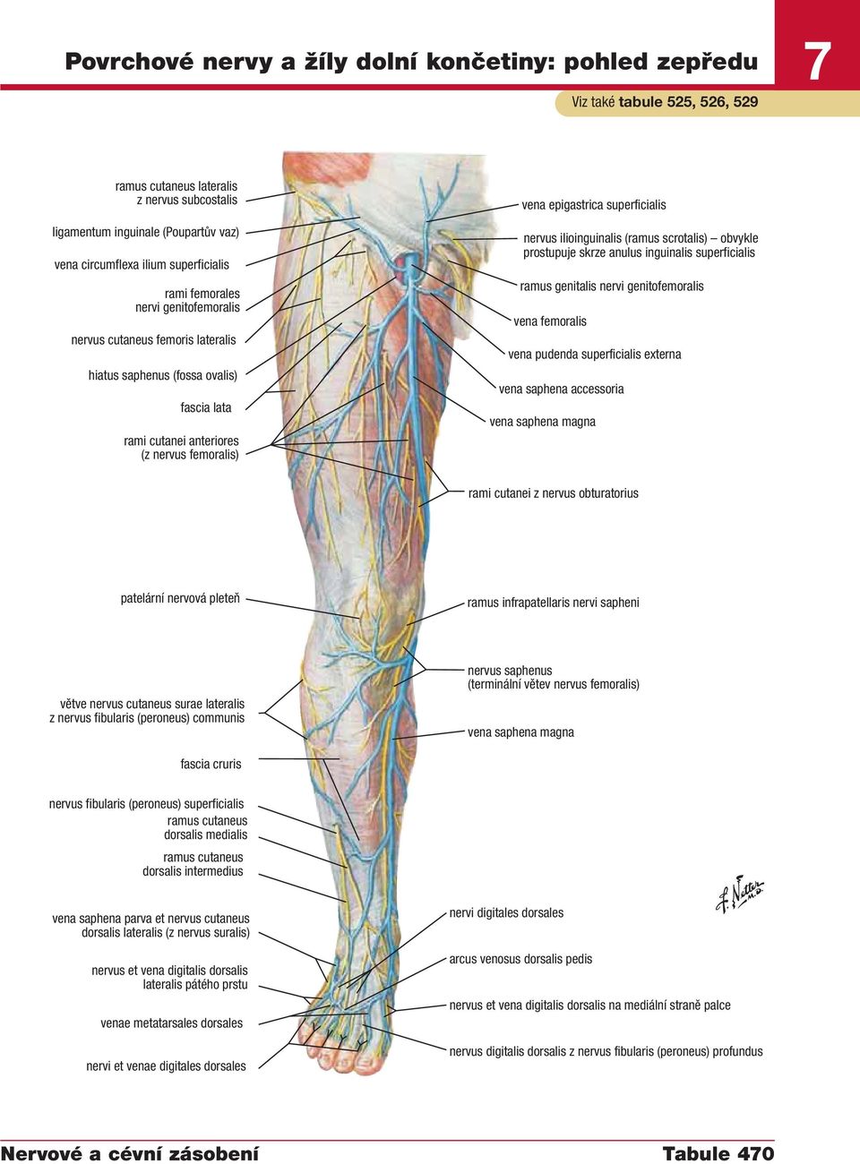 superficialis nervus ilioinguinalis (ramus scrotalis) obvykle prostupuje skrze anulus inguinalis superficialis ramus genitalis nervi genitofemoralis vena femoralis vena pudenda superficialis externa