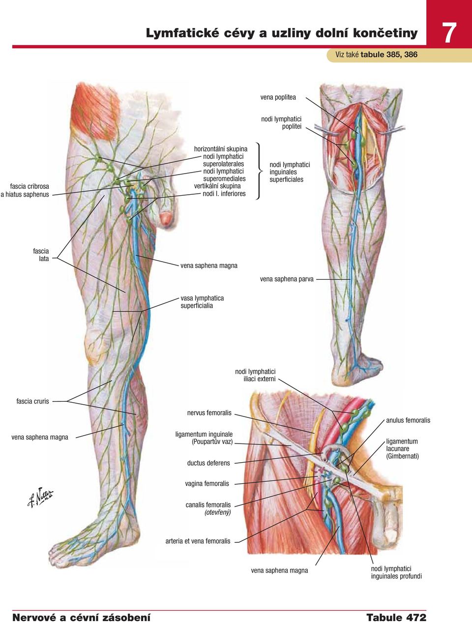 inferiores inguinales superficiales fascia lata vasa lymphatica superficialia vena saphena parva iliaci externi fascia cruris nervus femoralis