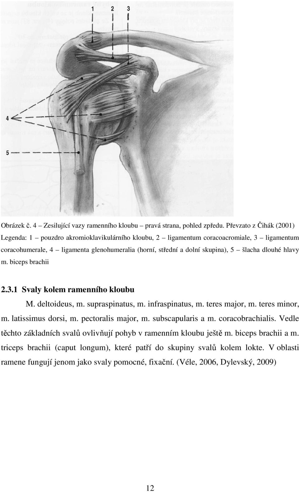 skupina), 5 šlacha dlouhé hlavy m. biceps brachii 2.3.1 Svaly kolem ramenního kloubu M. deltoideus, m. supraspinatus, m. infraspinatus, m. teres major, m. teres minor, m. latissimus dorsi, m.