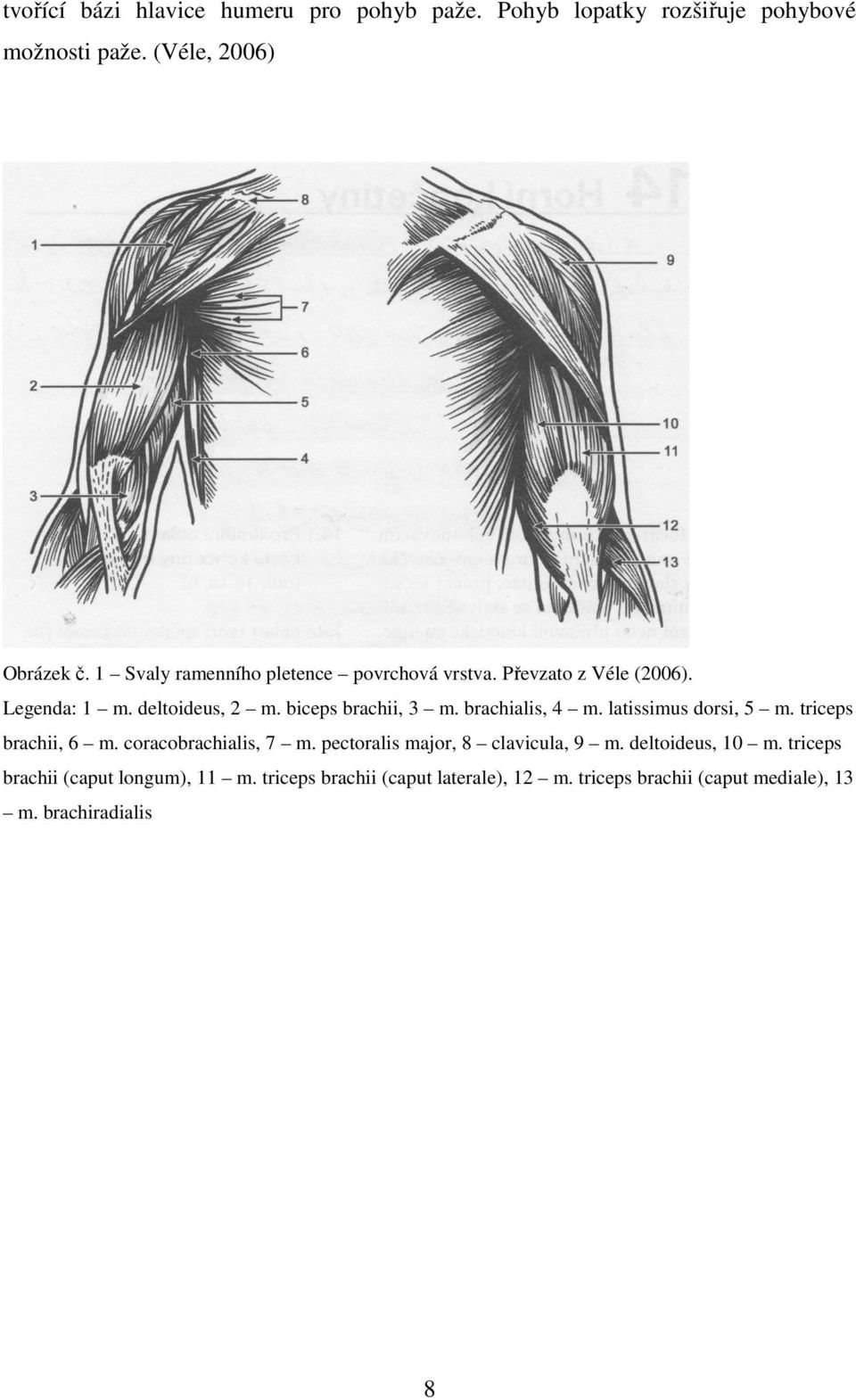 brachialis, 4 m. latissimus dorsi, 5 m. triceps brachii, 6 m. coracobrachialis, 7 m. pectoralis major, 8 clavicula, 9 m.