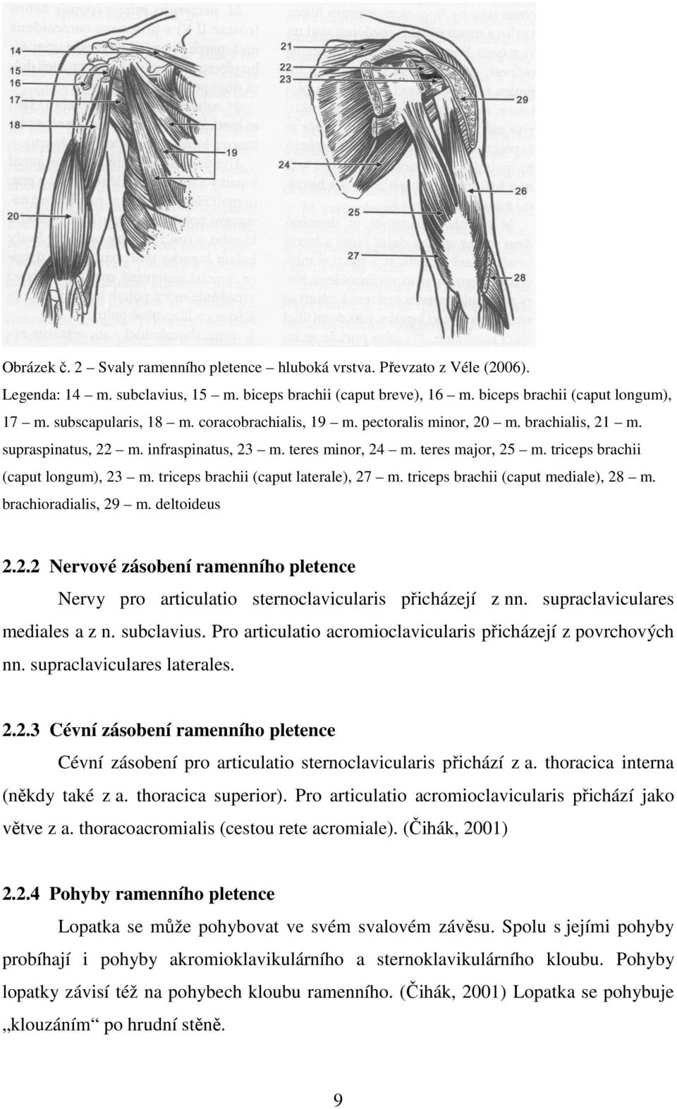 triceps brachii (caput longum), 23 m. triceps brachii (caput laterale), 27 m. triceps brachii (caput mediale), 28 m. brachioradialis, 29 m. deltoideus 2.2.2 Nervové zásobení ramenního pletence Nervy pro articulatio sternoclavicularis přicházejí z nn.