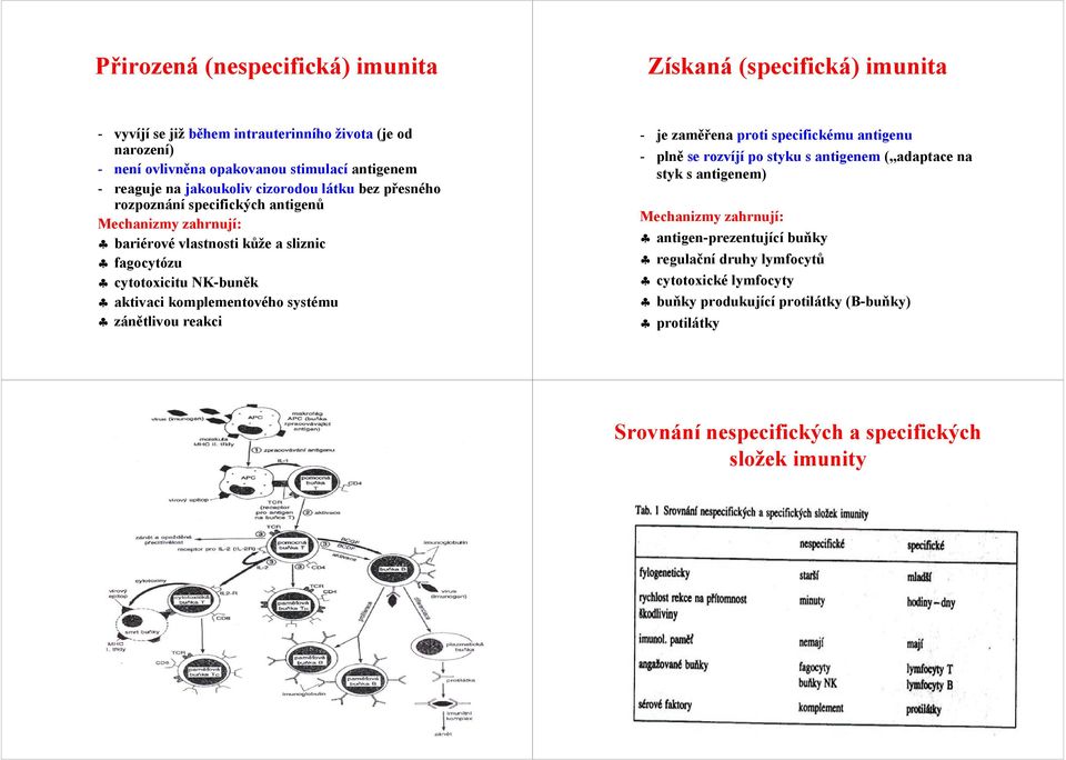 aktivaci komplementového systému zánětlivou reakci - je zaměřena proti specifickému antigenu - plně se rozvíjí po styku s antigenem ( adaptace na styk s antigenem) Mechanizmy