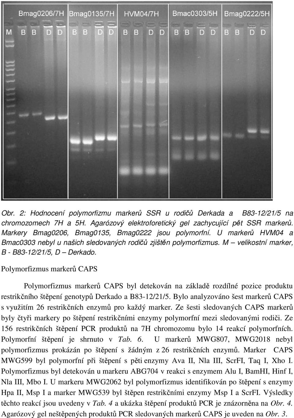 Polymorfizmus markerů CAPS Polymorfizmus markerů CAPS byl detekován na základě rozdílné pozice produktu restrikčního štěpení genotypů Derkado a B83-12/21/5.