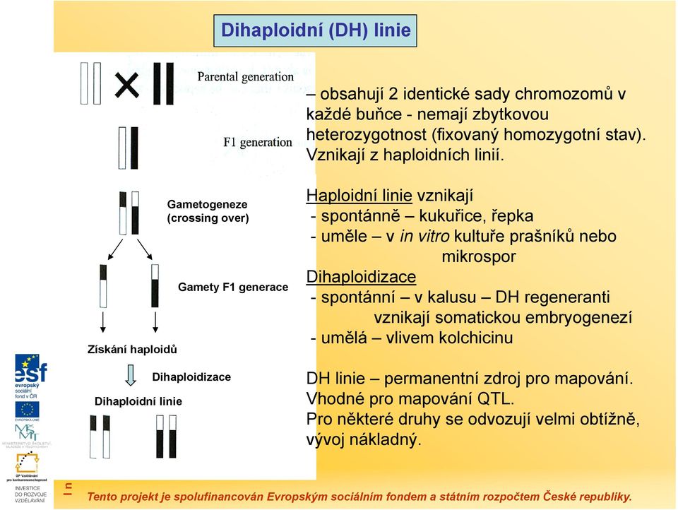 Získání haploidů Dihaploidní linie Gametogeneze (crossing over) Gamety F1 generace Dihaploidizace Haploidní linie vznikají - spontánně kukuřice, řepka