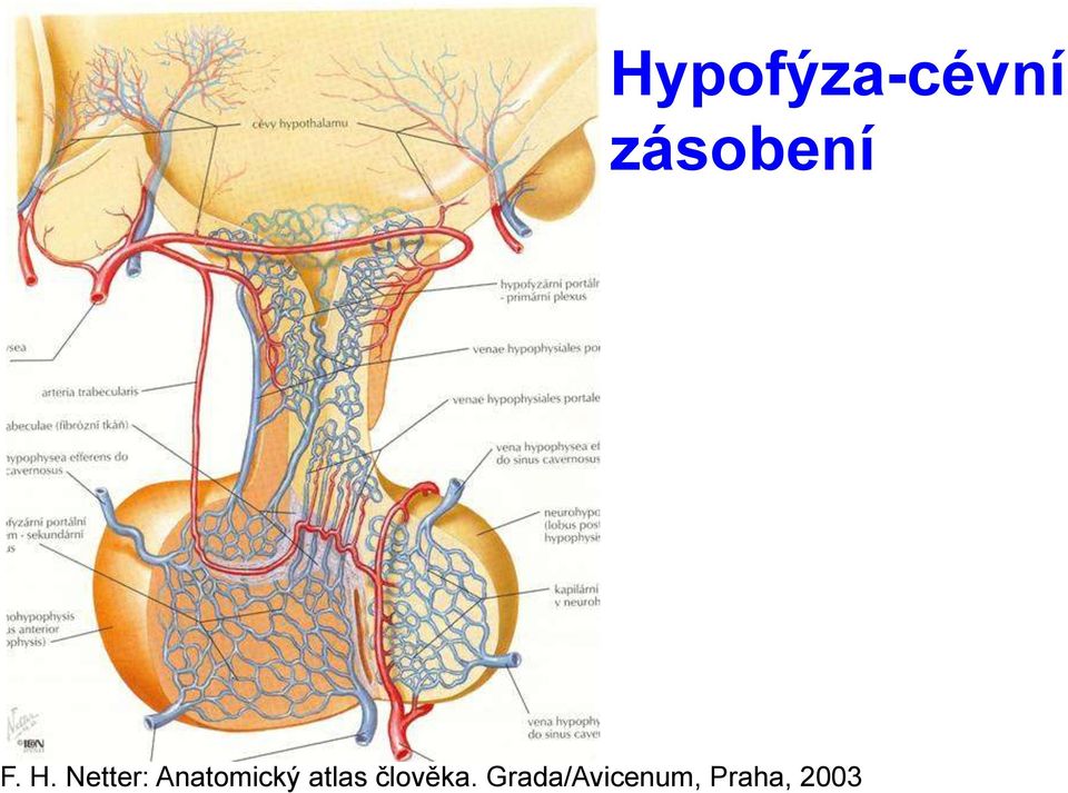 Netter: Anatomický