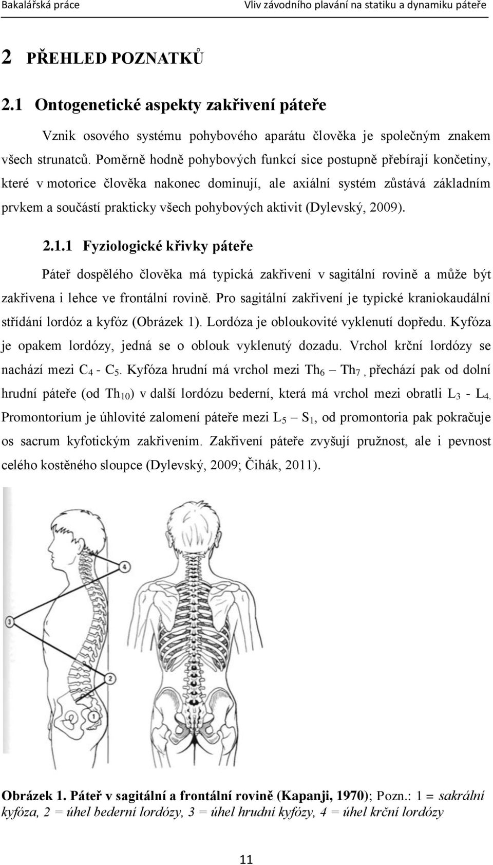 (Dylevský, 2009). 2.1.1 Fyziologické křivky páteře Páteř dospělého člověka má typická zakřivení v sagitální rovině a může být zakřivena i lehce ve frontální rovině.