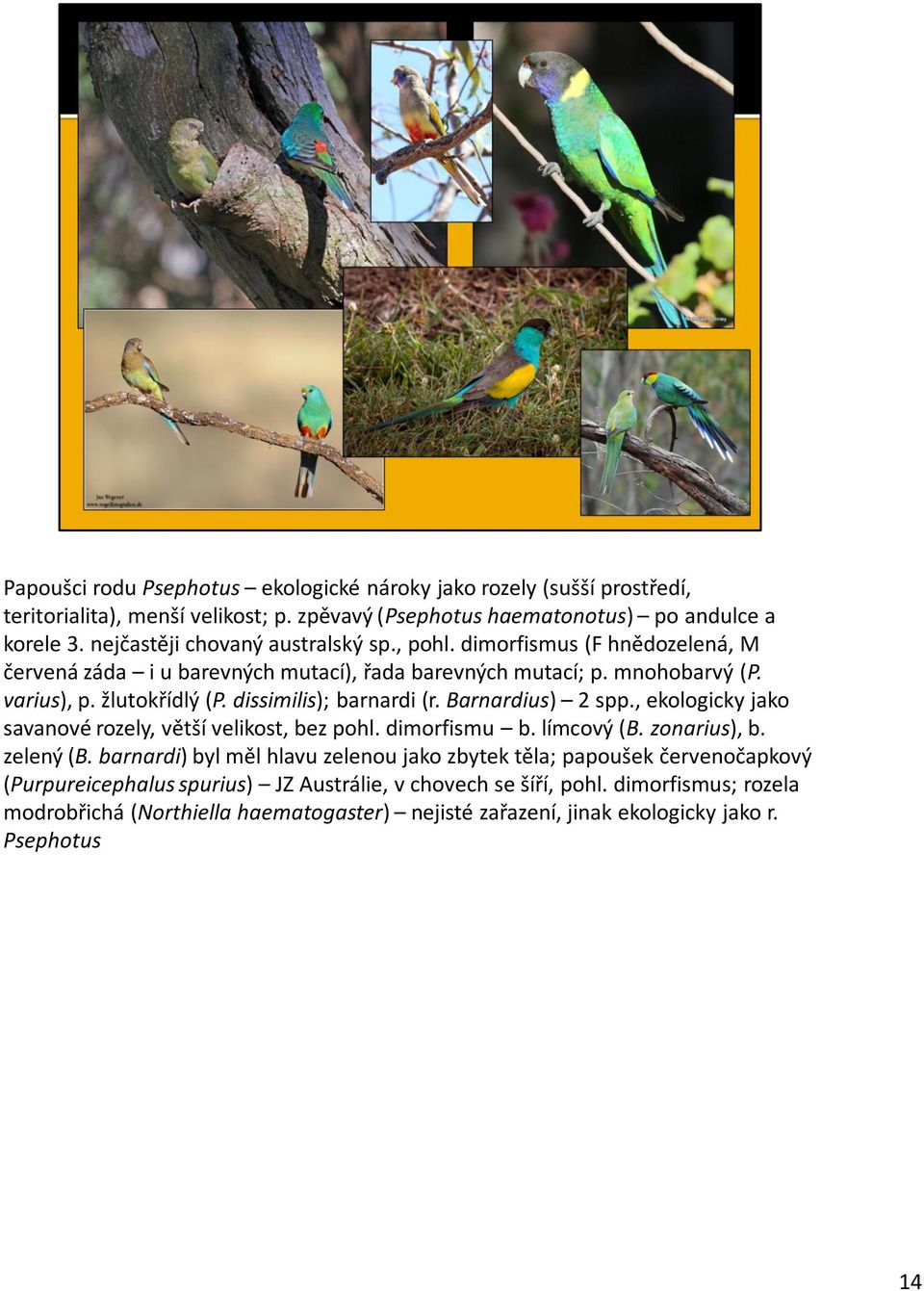 dissimilis); barnardi (r. Barnardius) 2 spp., ekologicky jako savanové rozely, větší velikost, bez pohl. dimorfismu b. límcový (B. zonarius), b. zelený (B.