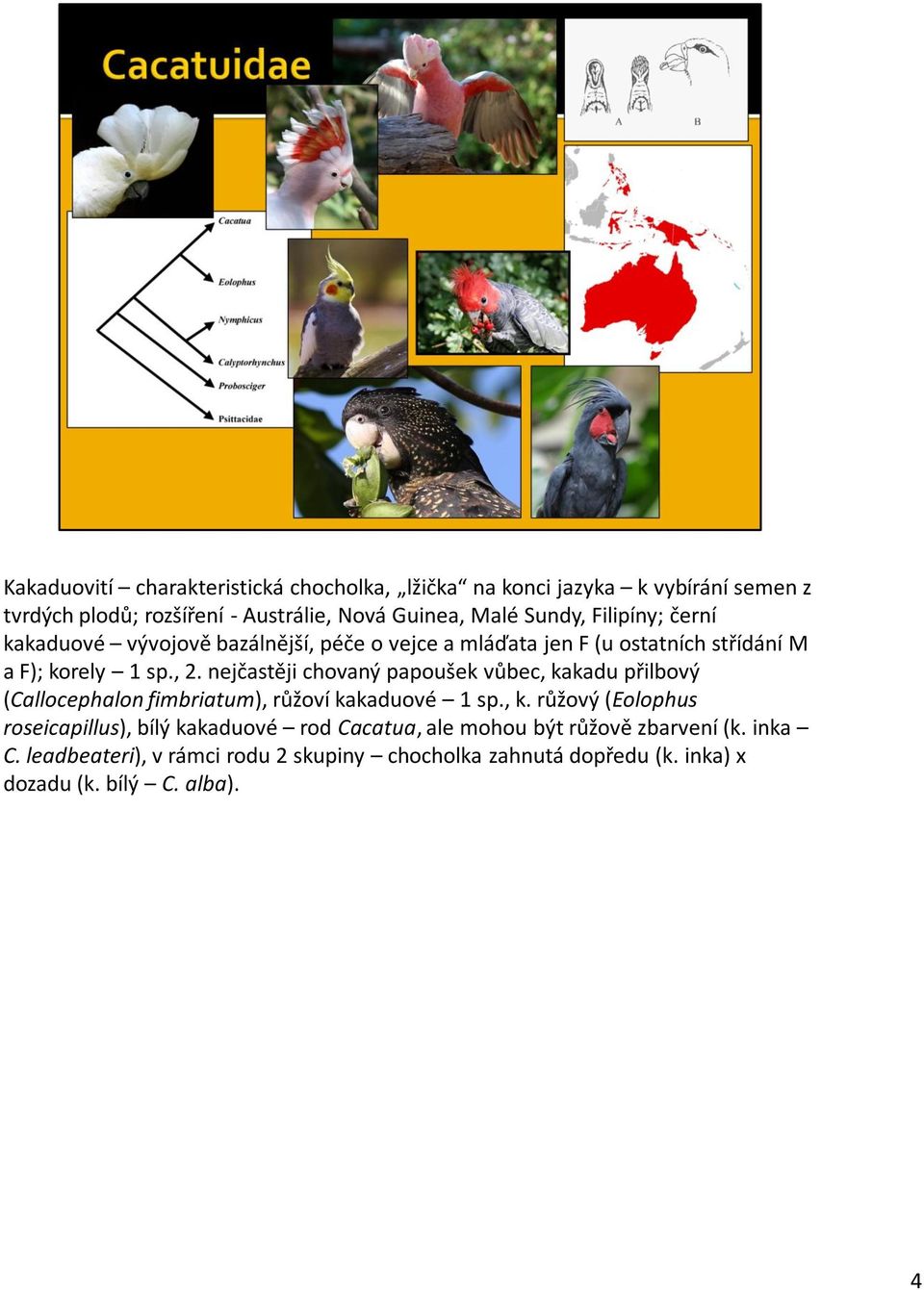 nejčastěji chovaný papoušek vůbec, kakadu přilbový (Callocephalon fimbriatum), růžoví kakaduové 1 sp., k. růžový (Eolophus roseicapillus), bílý kakaduové rod Cacatua, ale mohou být růžově zbarvení (k.