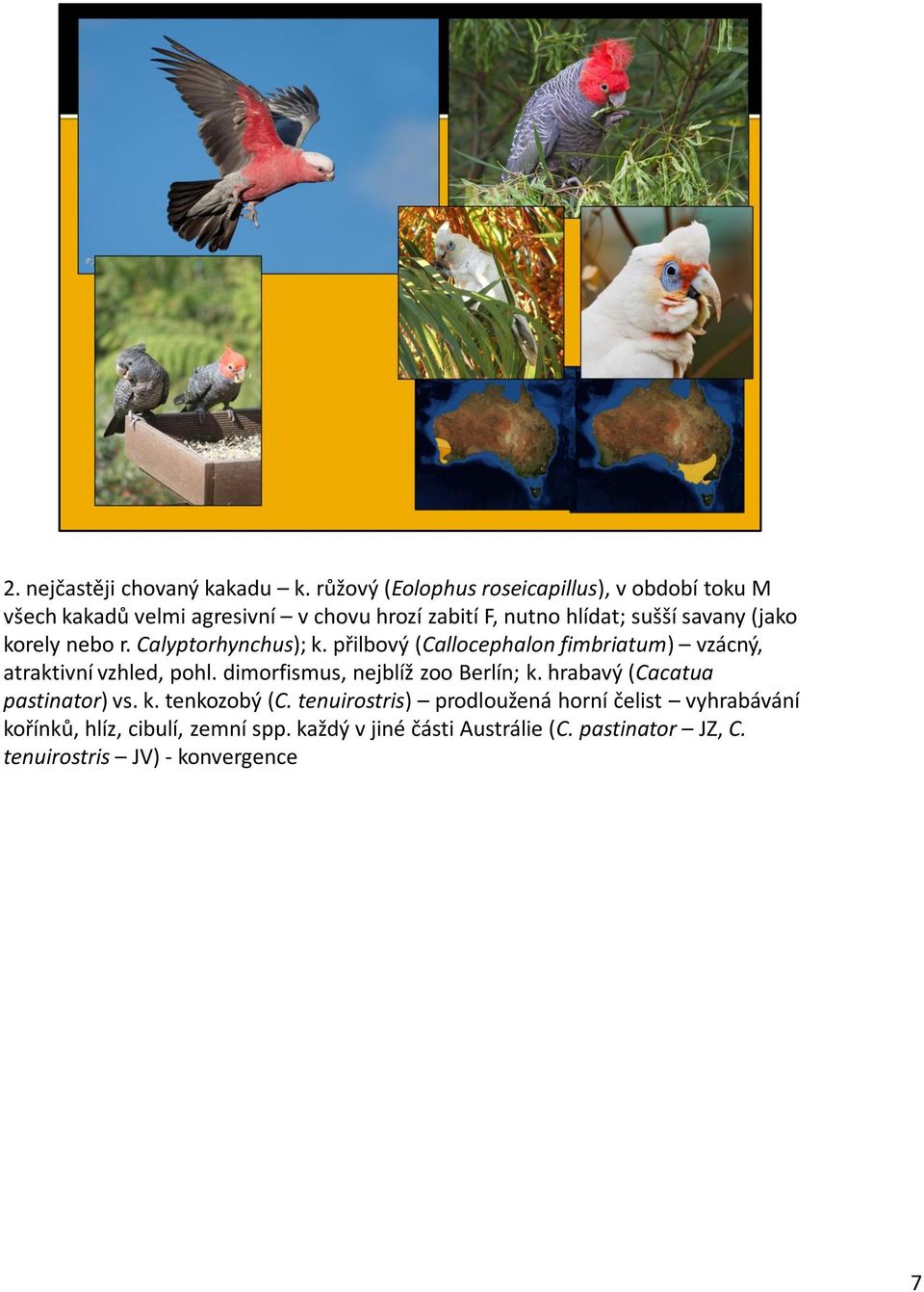 (jako korely nebo r. Calyptorhynchus); k. přilbový (Callocephalon fimbriatum) vzácný, atraktivní vzhled, pohl.