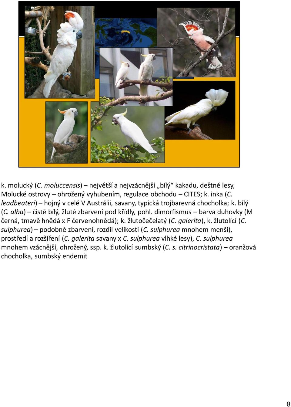 dimorfismus barva duhovky (M černá, tmavě hnědá x F červenohnědá); k. žlutočečelatý (C. galerita), k. žlutolící (C. sulphurea) podobné zbarvení, rozdíl velikosti (C.