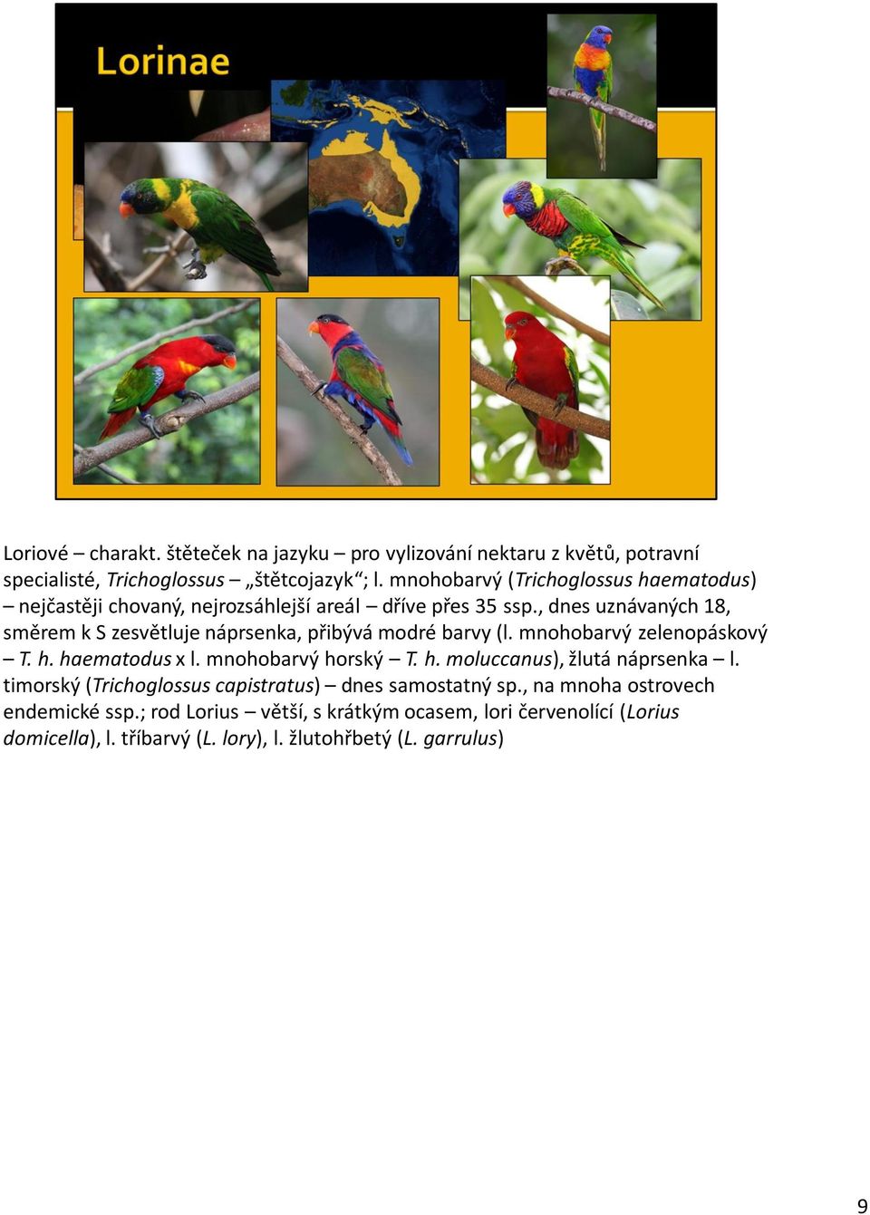 , dnes uznávaných 18, směrem k S zesvětluje náprsenka, přibývá modré barvy (l. mnohobarvý zelenopáskový T. h. haematodus x l. mnohobarvý horský T. h. moluccanus), žlutá náprsenka l.