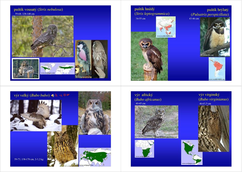 worldwildlife.org výr velký (Bubo bubo) h. -s.