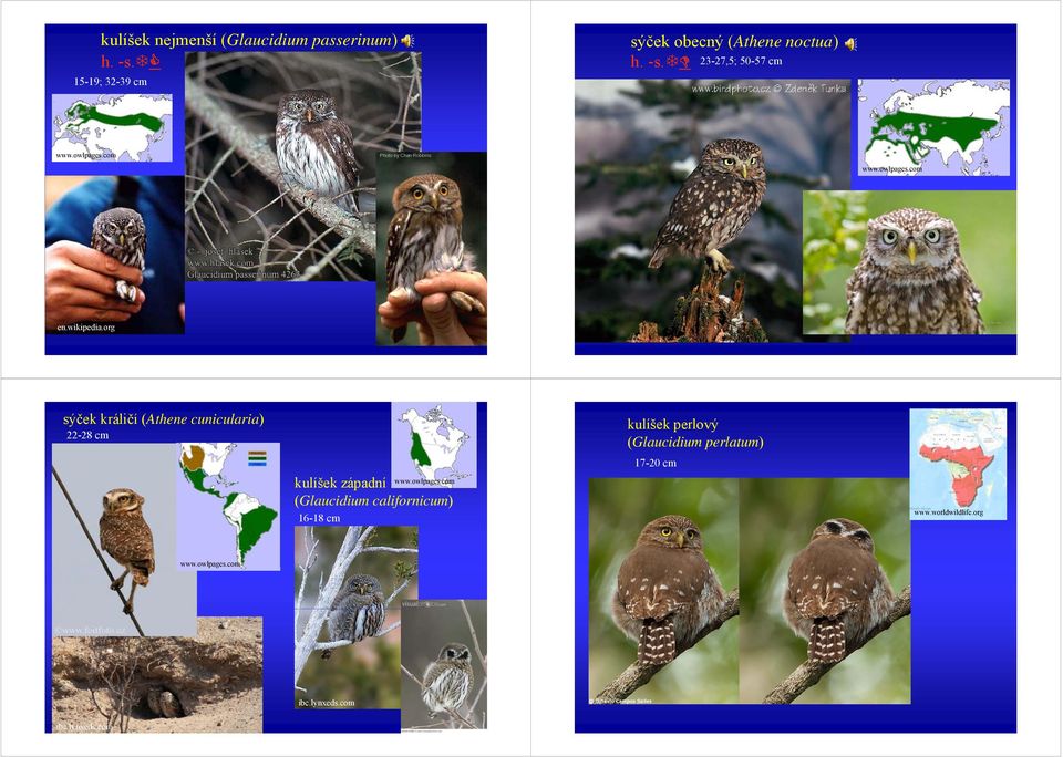 org sýček králičí (Athene cunicularia) 22-28 cm kulíšek západní pg (Glaucidium