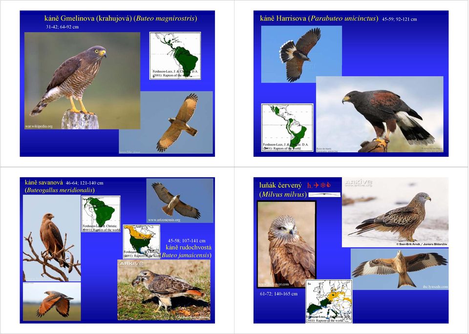 org káně savanová 46-64; 121-140 cm (Buteogallus meridionalis) luňák červený h.