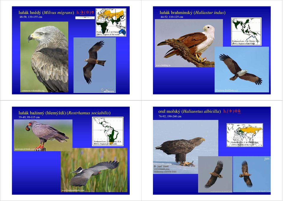 www.birding.in commons.wikimedia.