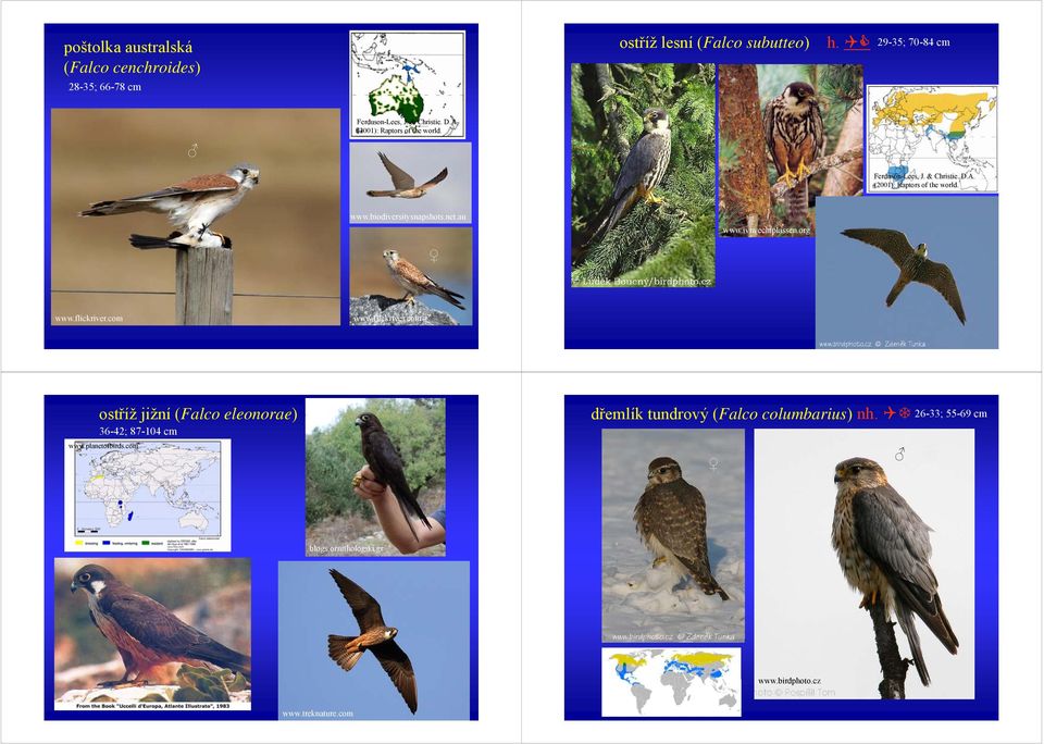 flickriver.com ostříž jižní (Falco eleonorae) 36-42; 87-104 cm www.planetofbirds.
