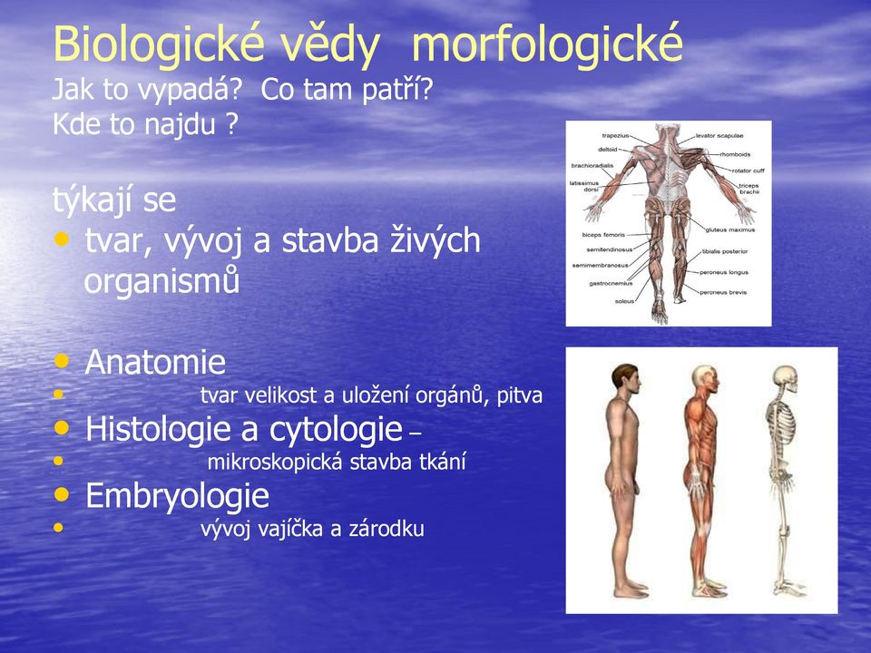 týkají se tvar, vývoj a stavba živých organismů Anatomie tvar