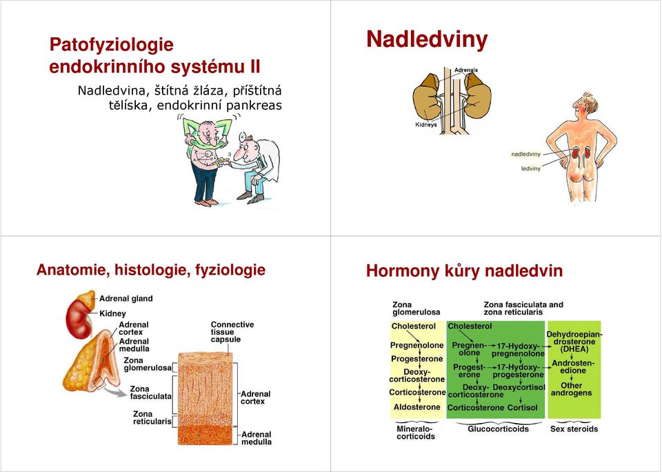 tělíska, endokrinní pankreas Nadledviny